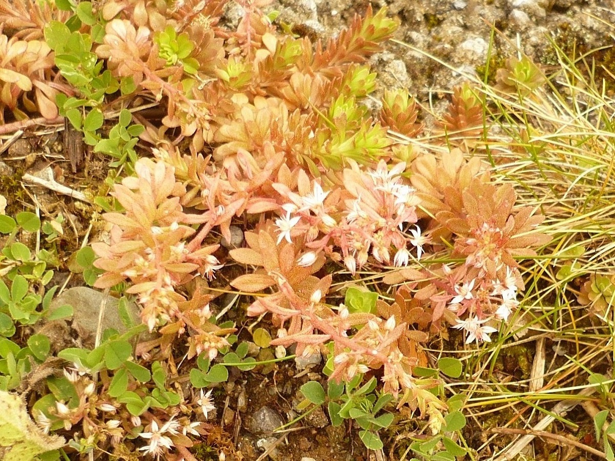 Sedum cepaea (Crassulaceae)